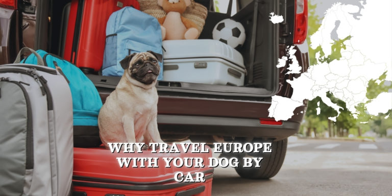 Why Taking Your Dog on a Car Journey Might Be Your Best Travel Move Yet